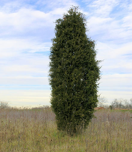 Eastern Red Cedar (Juniperus virginiana)