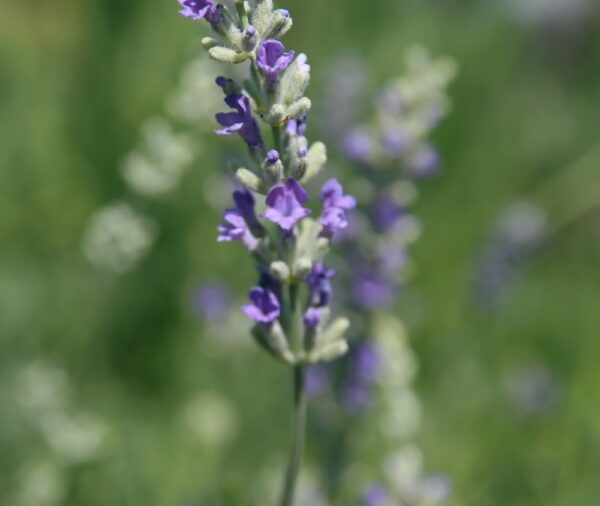 Lavender - 'Munstead' (Lavandula angustifolia)