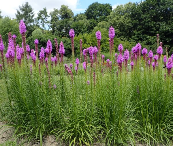 Blazing Star - (Liatris spicata)