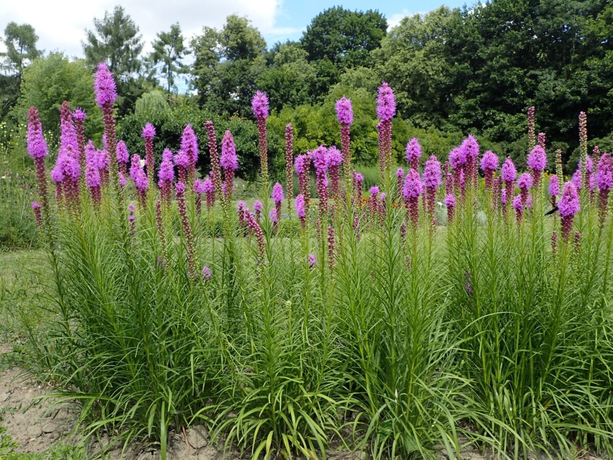 Blazing Star - (Liatris spicata)
