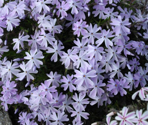 Moss Phlox - 'Emerald Cushion Blue' - (Phlox subulata)