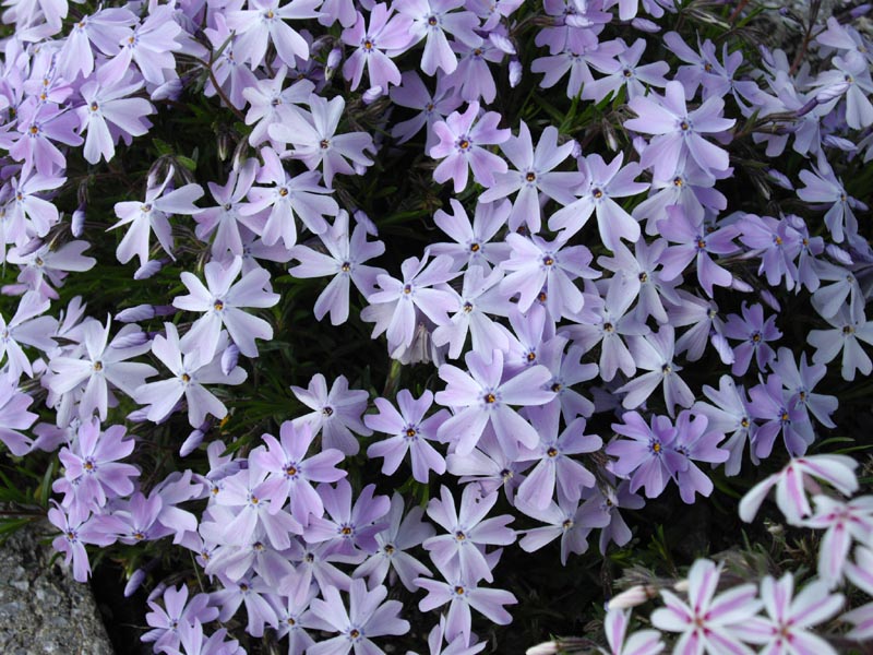 Moss Phlox - 'Emerald Cushion Blue' - (Phlox subulata)
