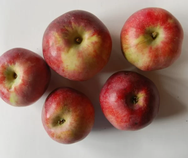 Five red apples with yellow shading near the stems.