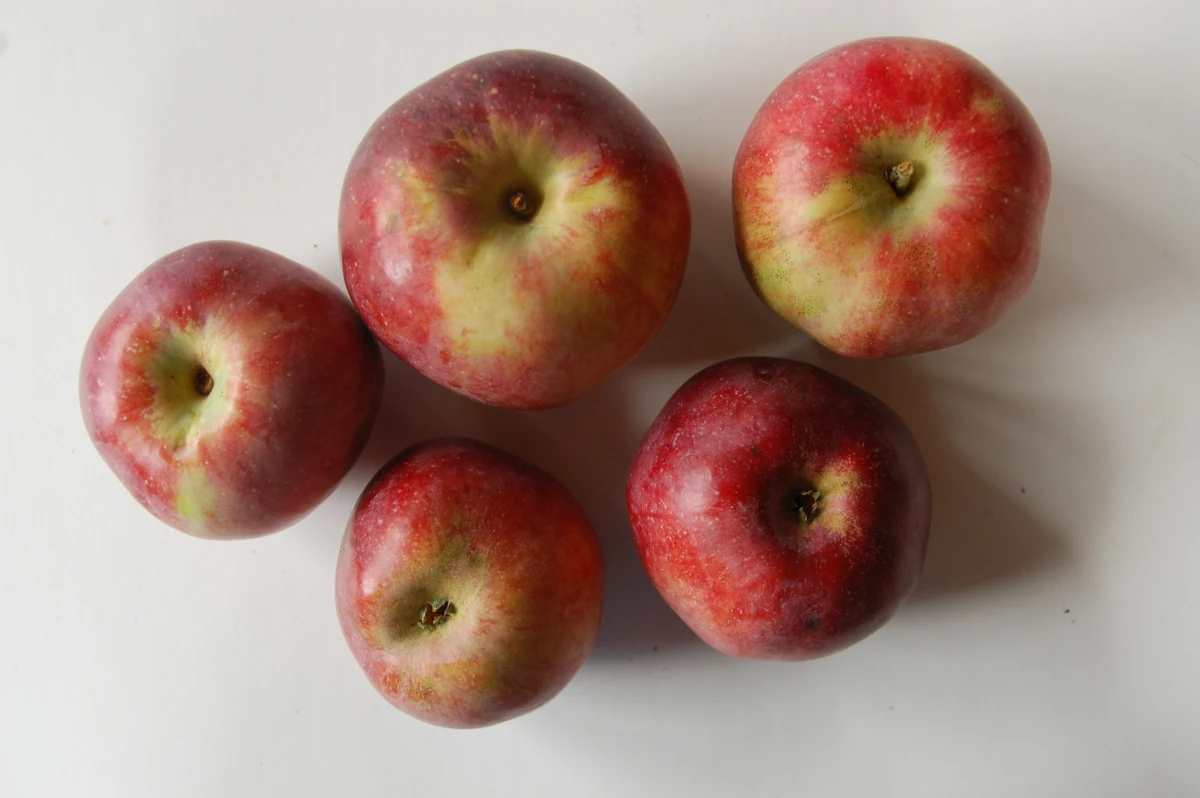 Five red apples with yellow shading near the stems.
