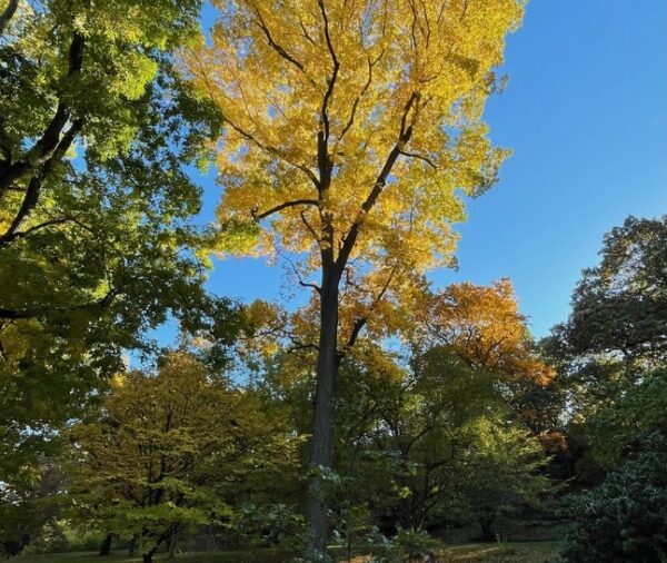 Bitternut Hickory (Carya cordiformis)