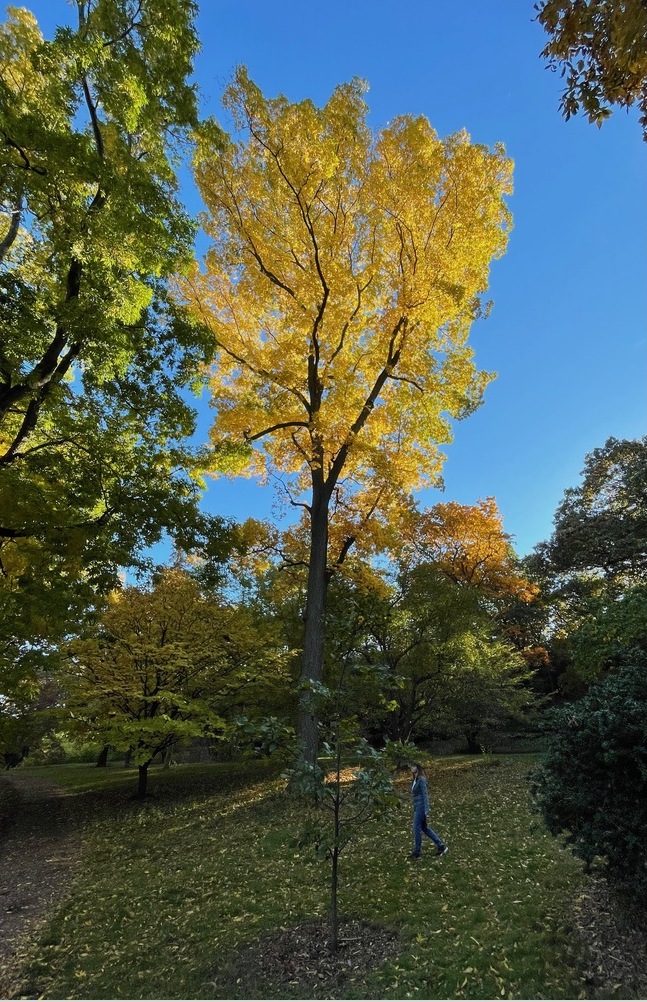 Bitternut Hickory (Carya cordiformis)