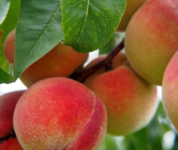 Red-yellow skinned peaches fill most of the frame. The one most in focus is has prominent peach fuzz. The branch the peaches are hanging off of cuts diagonally across the photo. Several shiny leaves are at the top.