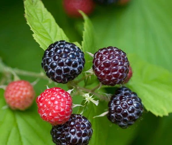 Six black raspberries in various stages of ripeness from black-purple to light pink. The plants leaves are in the background.