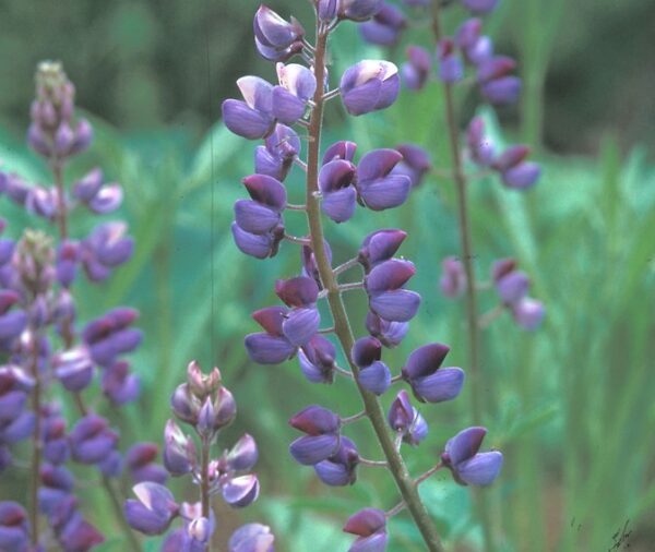 Sundial Lupine - (Lupinus Perennis)
