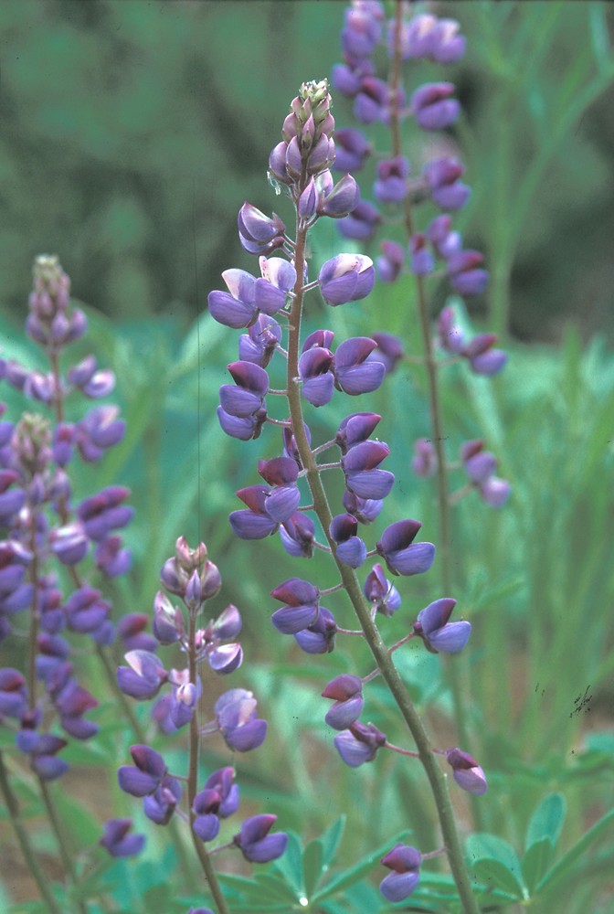 Sundial Lupine - (Lupinus Perennis)