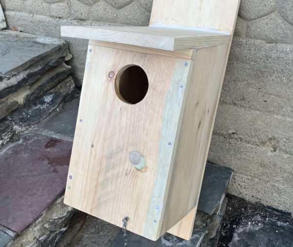 Screech Owl Box