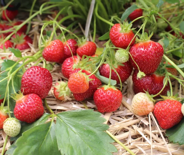 Strawberry - 'Annapolis'