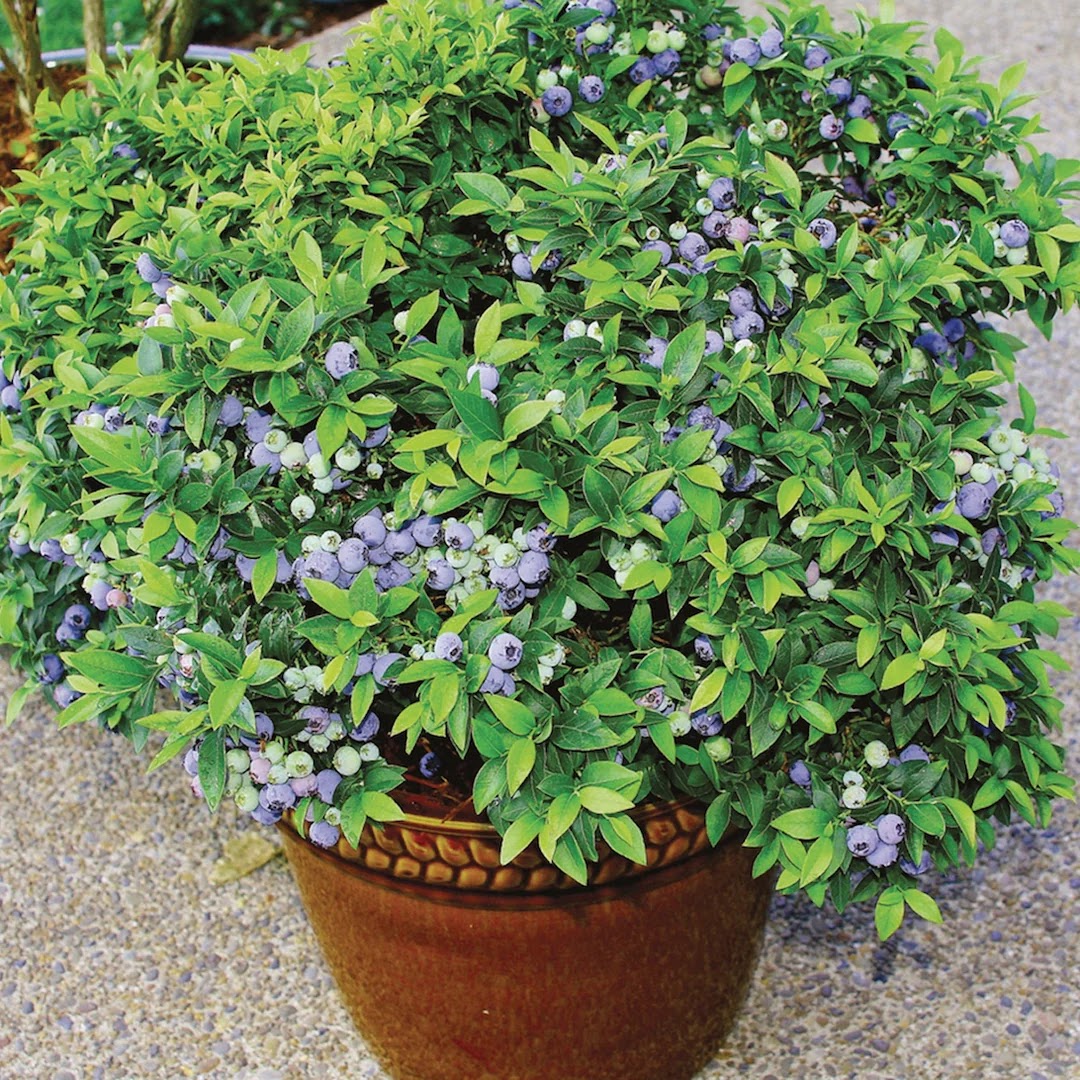 Blueberry - 'Top Hat'