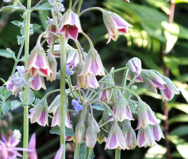 Sicilian Honey Lily umbels with green and pink to deep plum streaks open on thin green stems.
