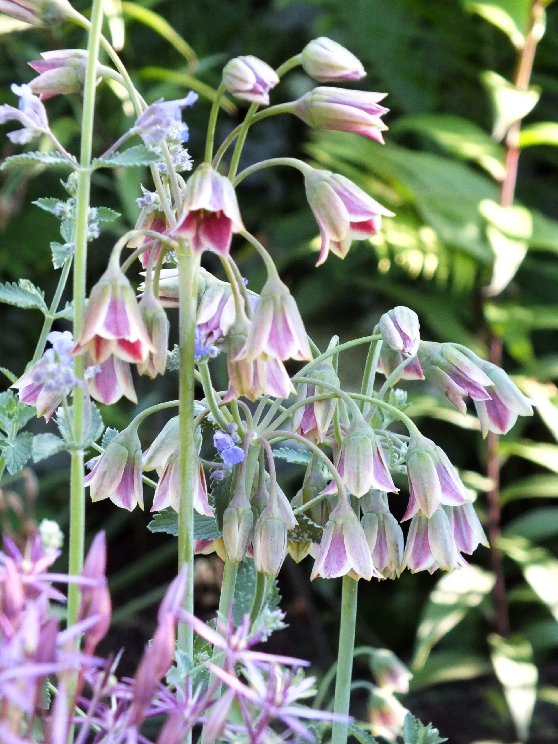 Sicilian Honey Lily umbels with green and pink to deep plum streaks open on thin green stems.