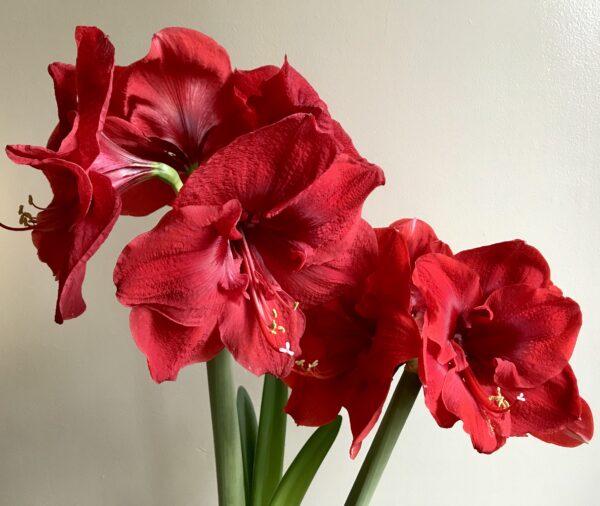 A cluster of 5 bright red amaryllis blooms on light green stems against a white wall.
