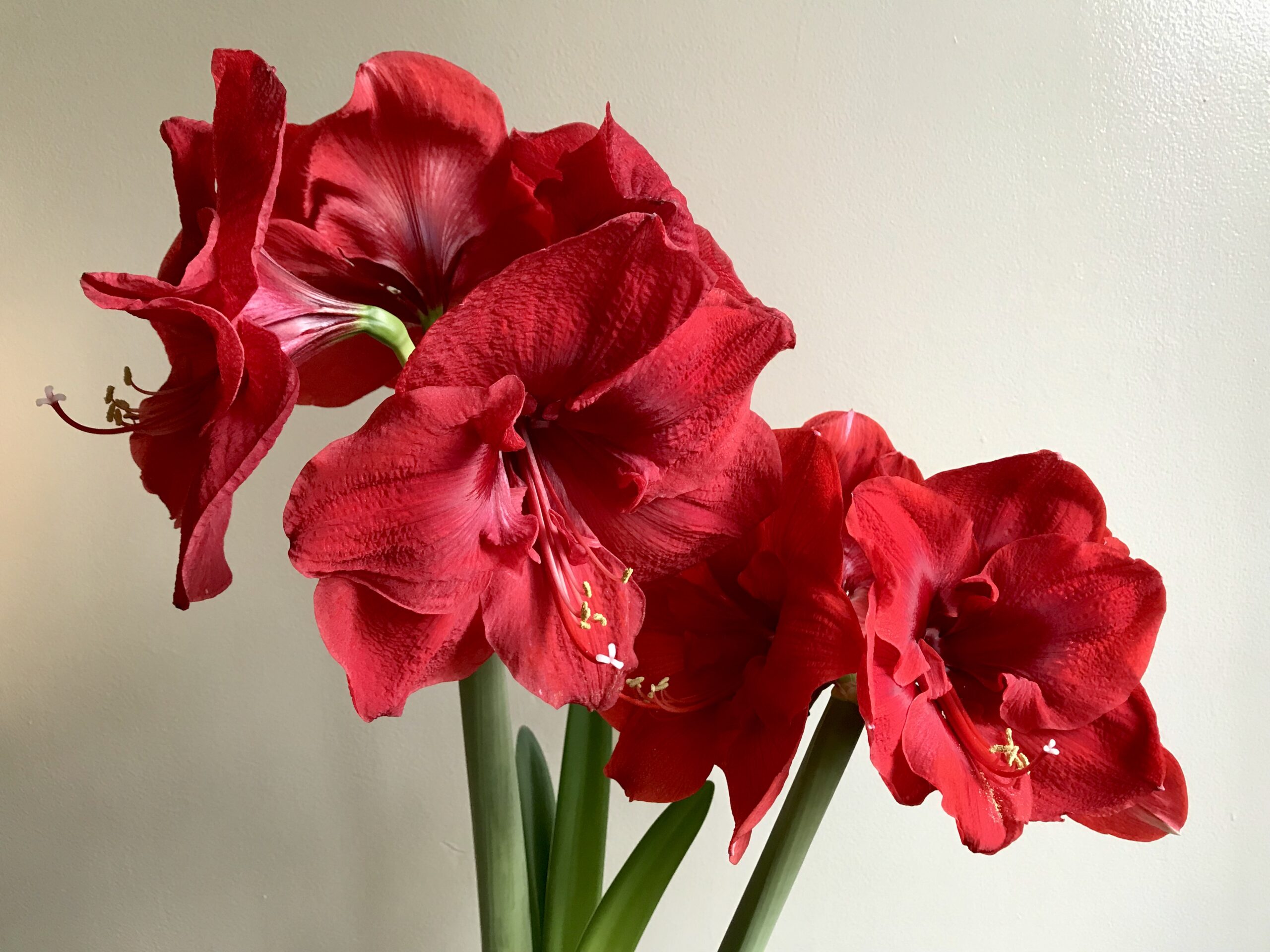 A cluster of 5 bright red amaryllis blooms on light green stems against a white wall.