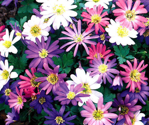 The anemones pictured are daisy-like flower in a range of colors including purple, pink, and white. They all have yellwo centers and their leaves are dark green and smaller than the blooms.