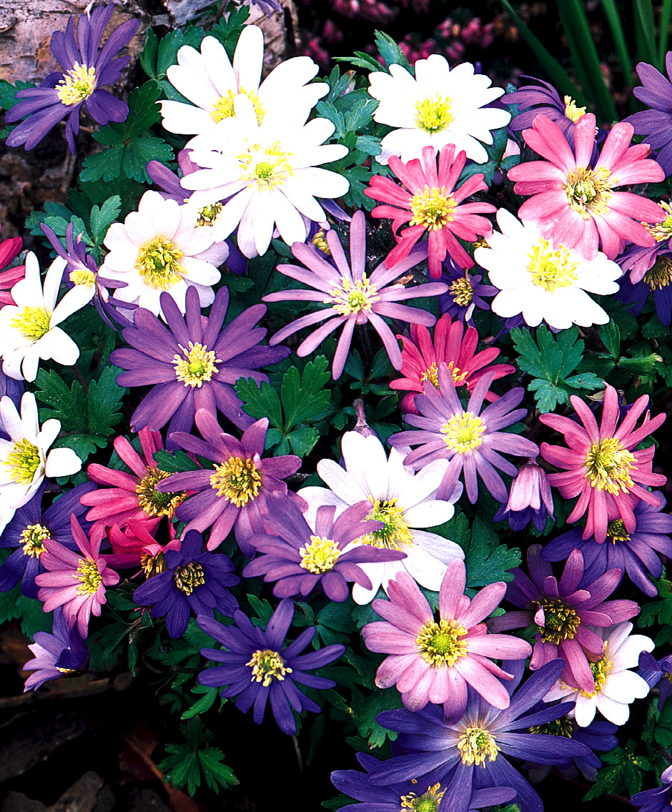 The anemones pictured are daisy-like flower in a range of colors including purple, pink, and white. They all have yellwo centers and their leaves are dark green and smaller than the blooms.