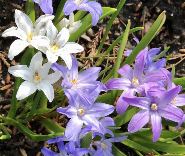 Chionodoxa flowers in blue, pink and violet with accents and yellow-white centers. It's has pale green foliage.