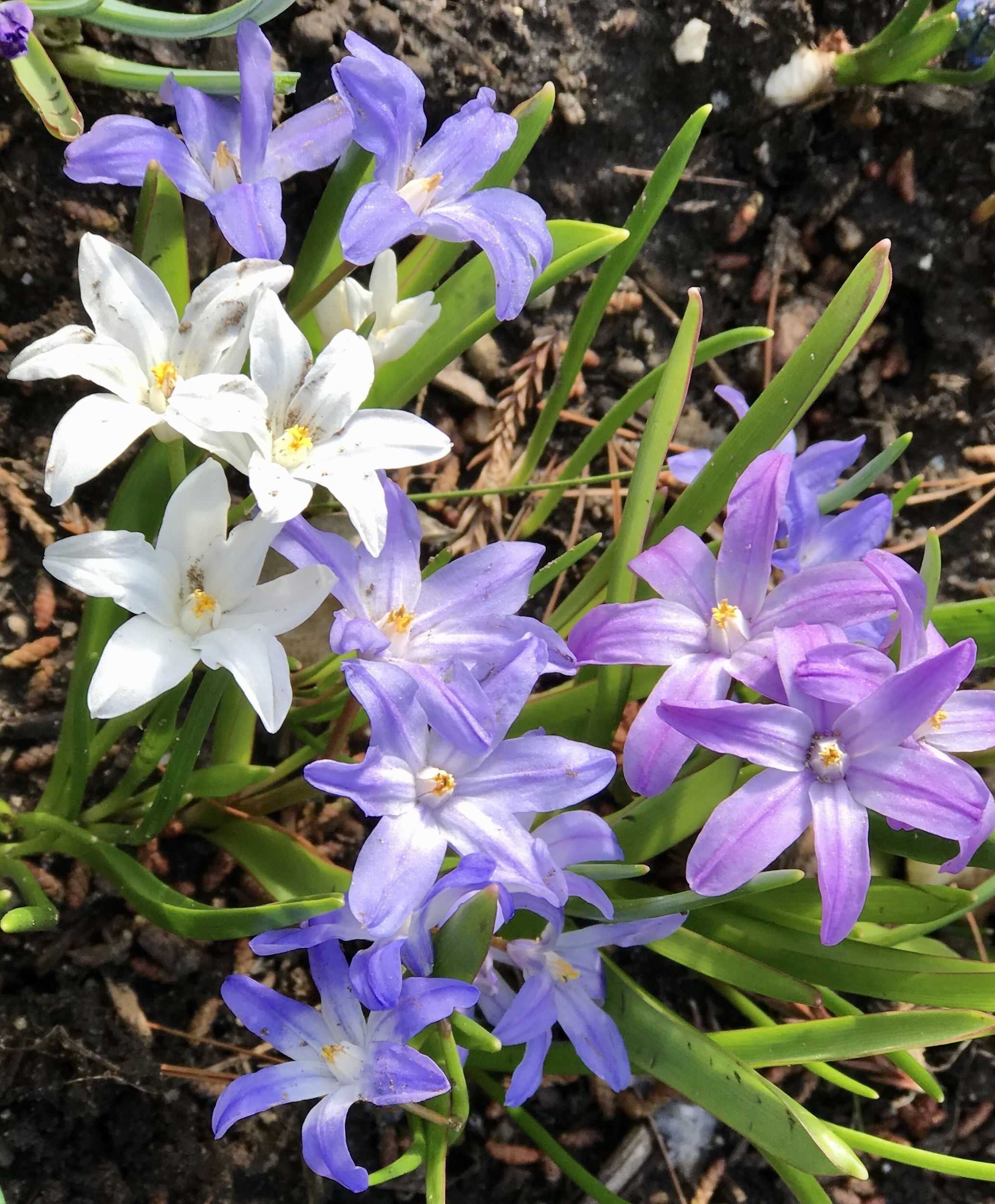 Chionodoxa flowers in blue, pink and violet with accents and yellow-white centers. It's has pale green foliage.