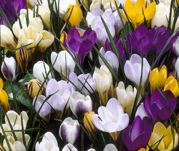 The frame is full of crocuses ranging in color from pale to bright yellow, pale to dark purple, and white. Deep green grass-like foliage rises above the blooms