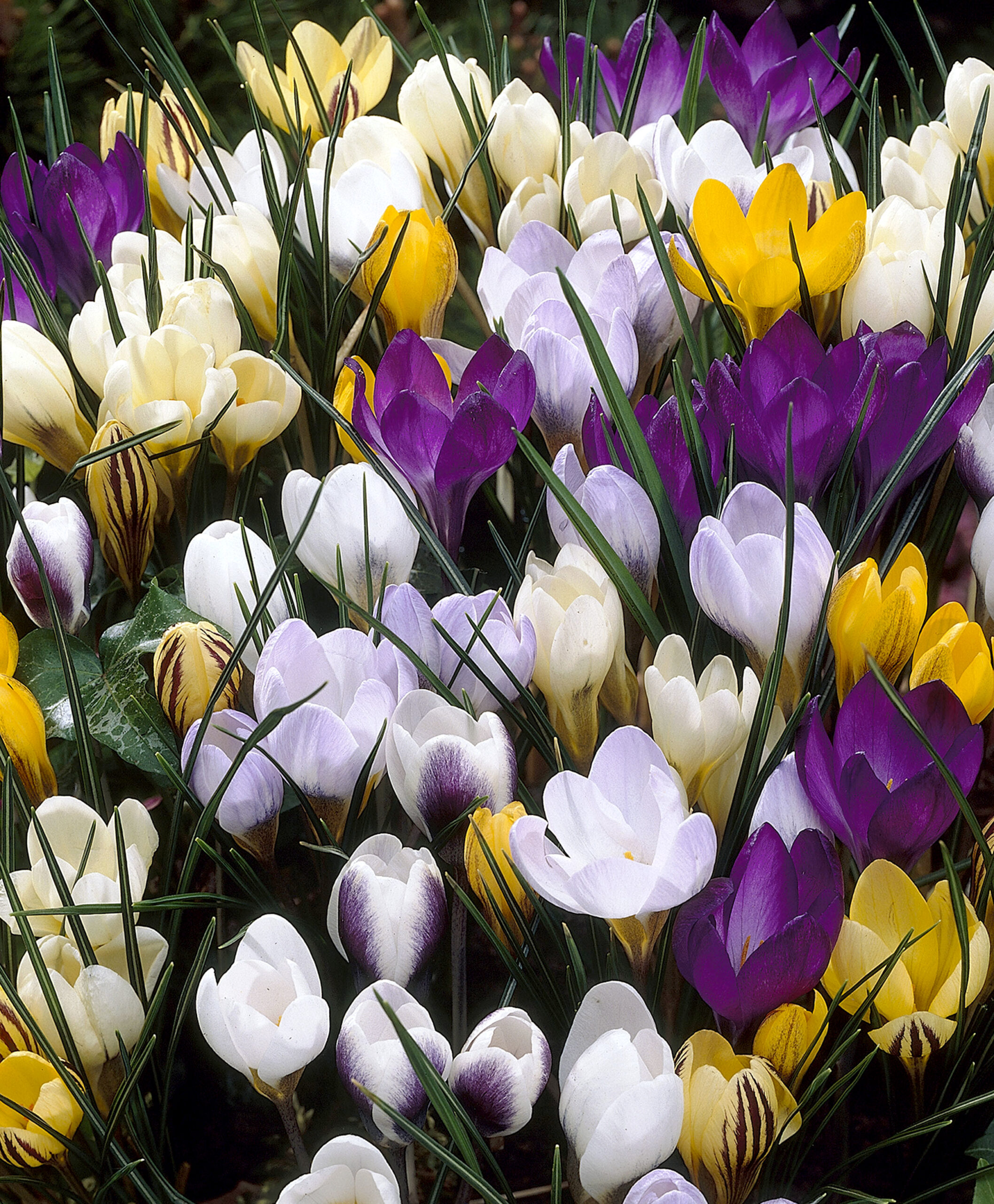 The frame is full of crocuses ranging in color from pale to bright yellow, pale to dark purple, and white. Deep green grass-like foliage rises above the blooms