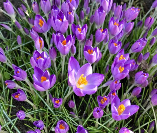 Numerous vibrant purple crocuses with orange-yellow centers. They bloom about their grass-like foliage.