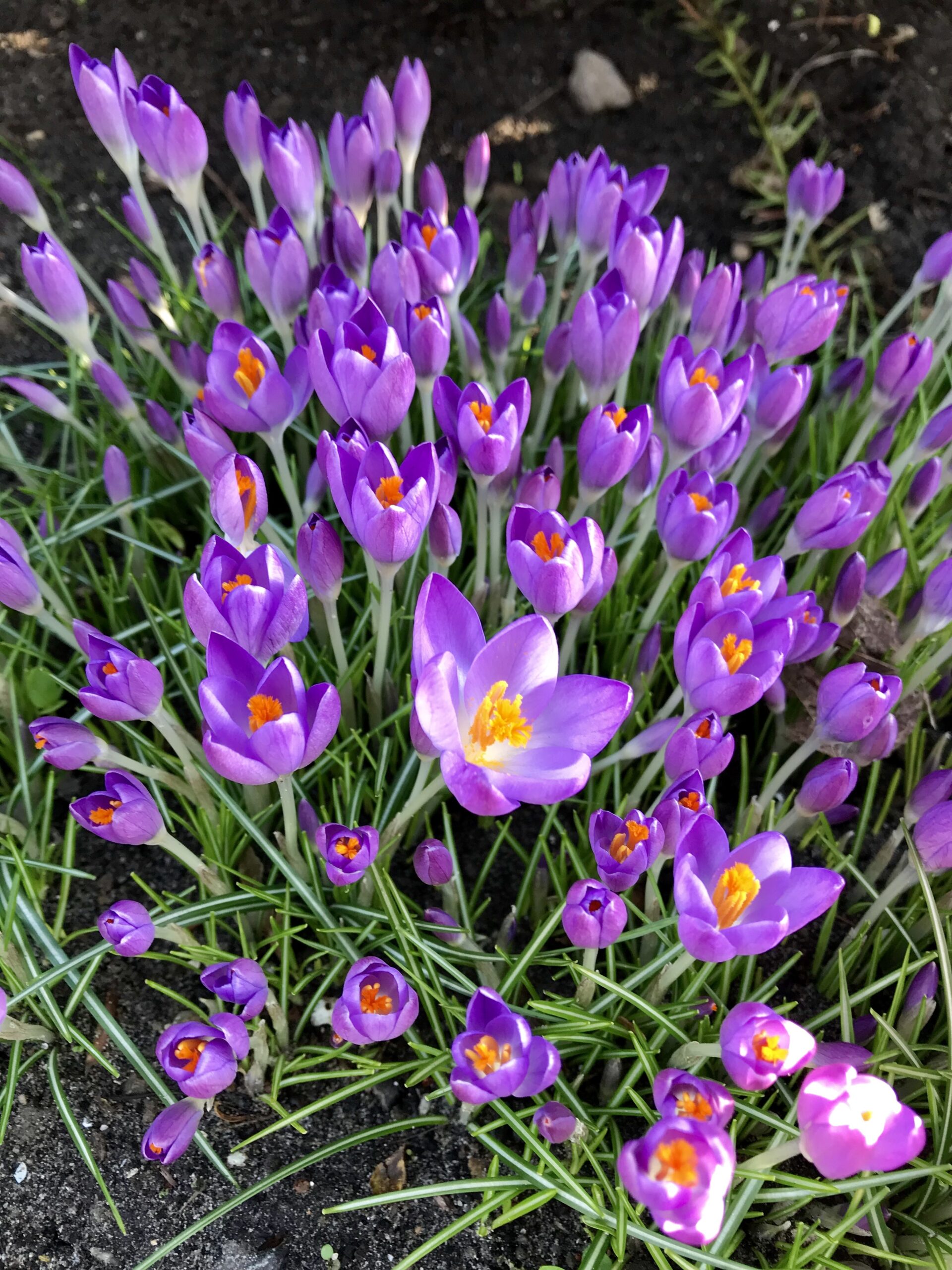 Numerous vibrant purple crocuses with orange-yellow centers. They bloom about their grass-like foliage.