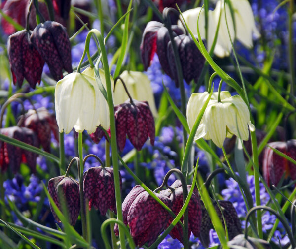 Two types of bell shaped fritillaria flowers are pictured in front of a blurred back ground of other flowers. One type is white while the other has a checkerboard pattern in dark purple and pale purple. The flowers are on thin stems.