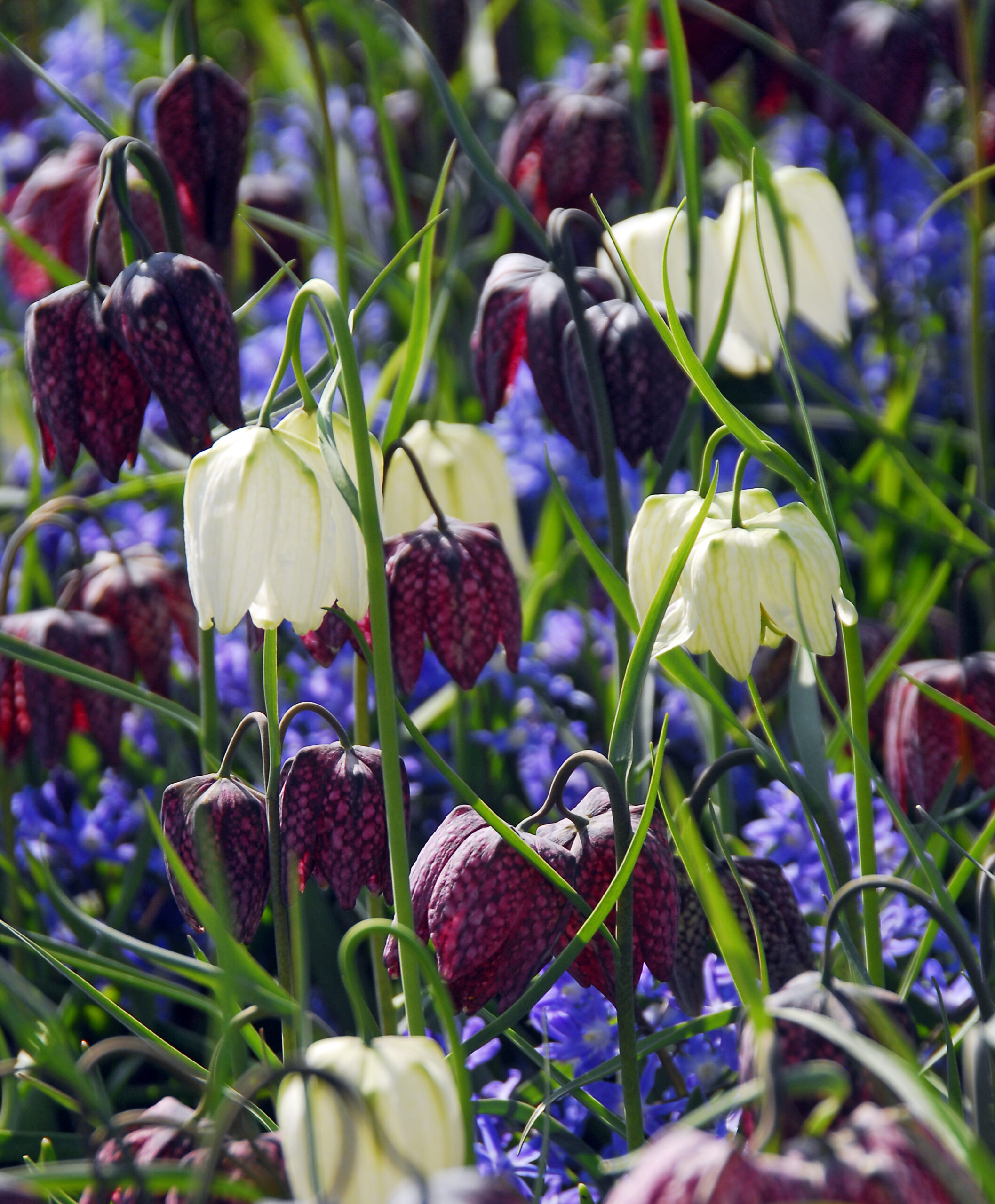 Two types of bell shaped fritillaria flowers are pictured in front of a blurred back ground of other flowers. One type is white while the other has a checkerboard pattern in dark purple and pale purple. The flowers are on thin stems.