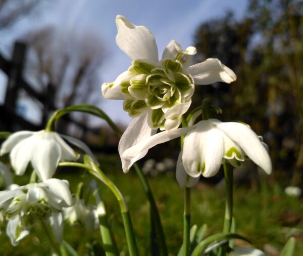 A galanthus bloom is centered in the frame. It has white petals with green strips on the inner petal. There are three of other galanthus facing down amid an out of focus yard with a split rail fence.