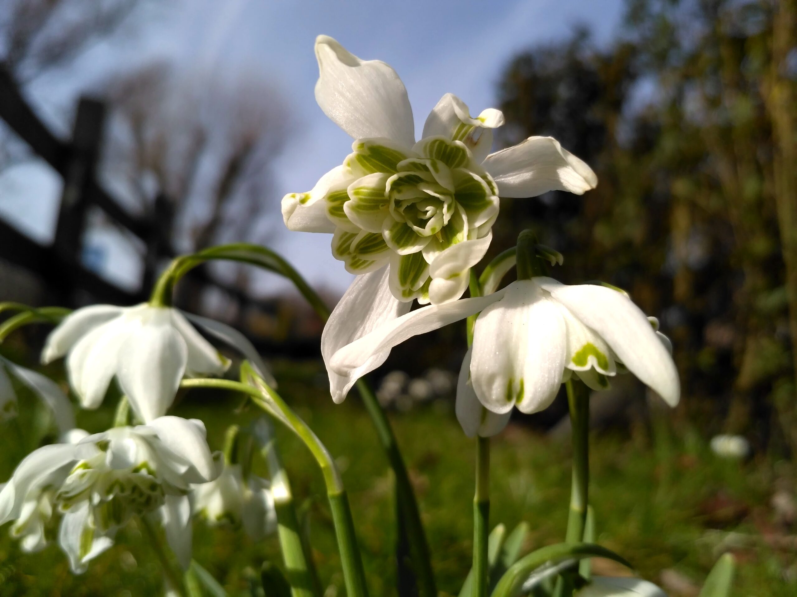 A galanthus bloom is centered in the frame. It has white petals with green strips on the inner petal. There are three of other galanthus facing down amid an out of focus yard with a split rail fence.