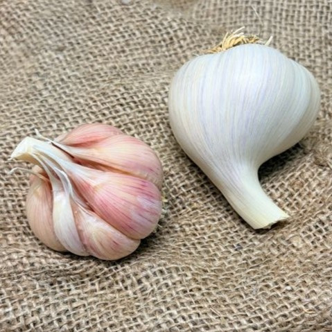 Two bulbs of garlic on burlap. One bulb has it's white wrapper removed so the pink cloves are visible while the other bulb has the wrapper intact.