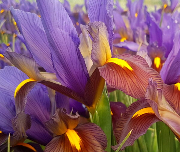 Iris with a mix of violet-blue and mahogany-bronze petals with yellow accents. A flower field is out of focus in the background.