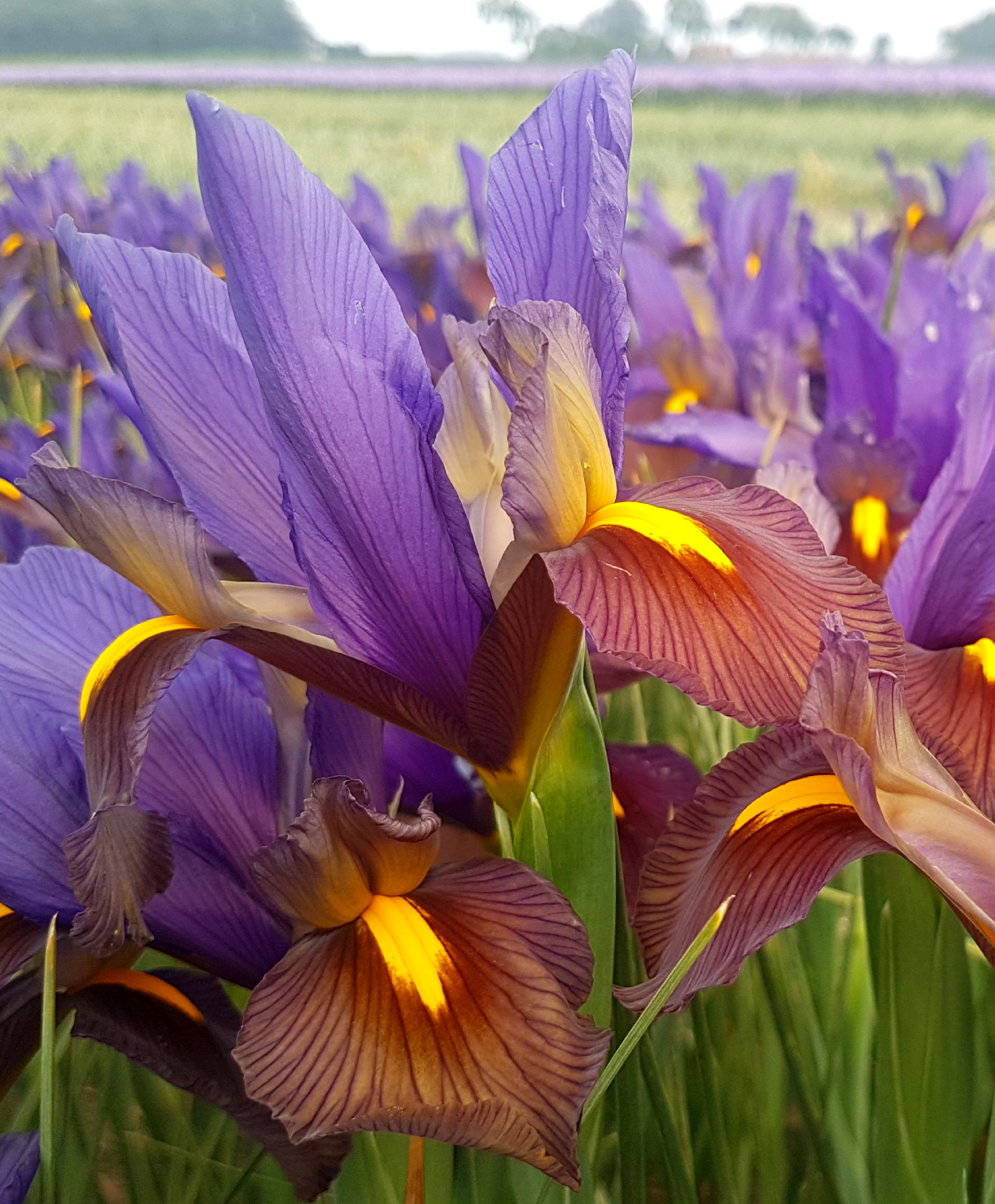 Iris with a mix of violet-blue and mahogany-bronze petals with yellow accents. A flower field is out of focus in the background.
