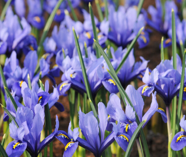 Dozens of rock iris in bloom. They are blue with yellow and white blotches.