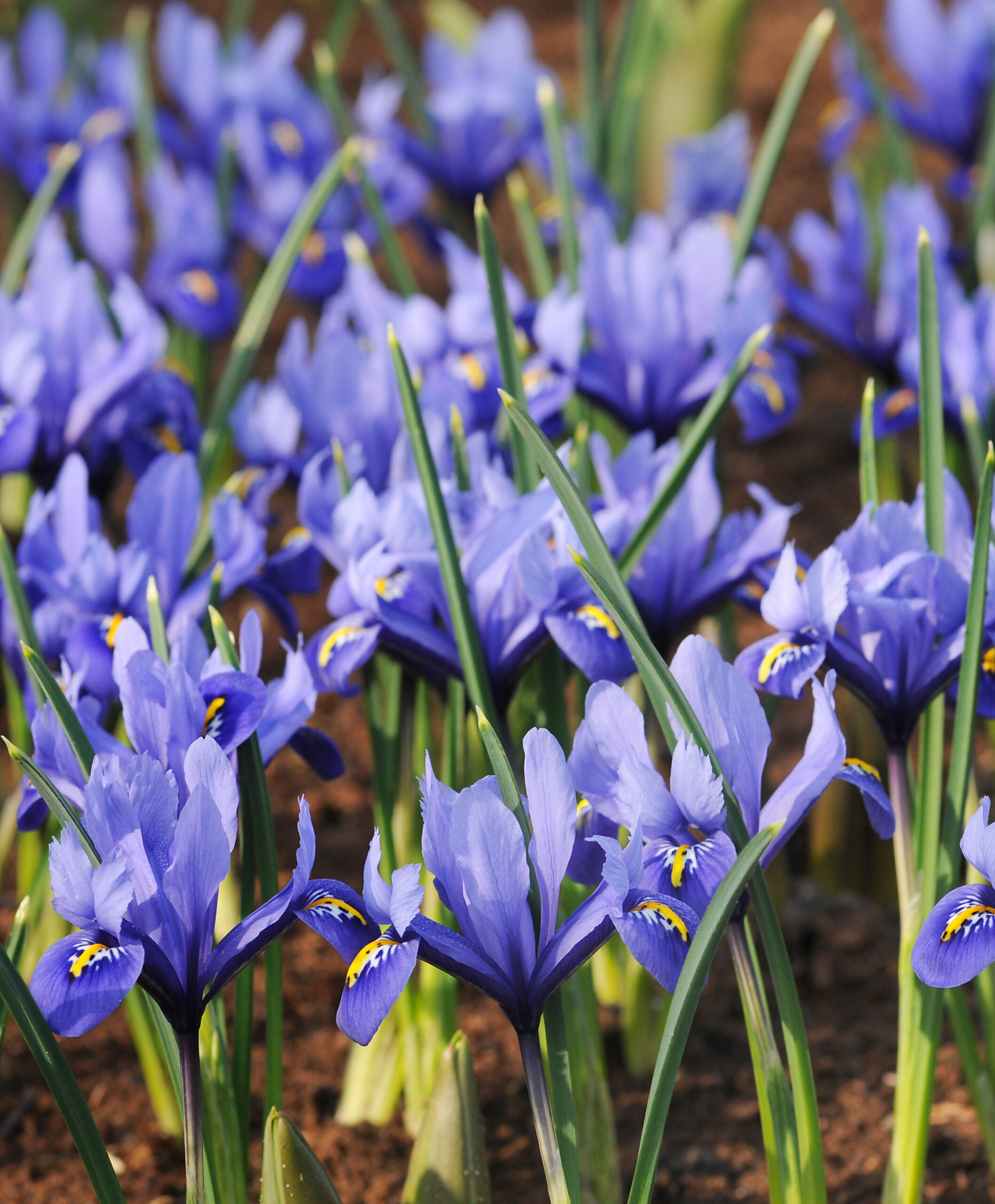 Dozens of rock iris in bloom. They are blue with yellow and white blotches.