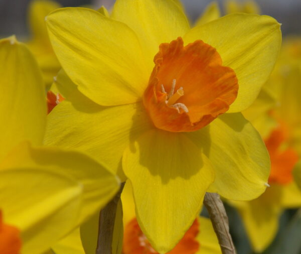 Yellow daffodil with brilliant orange center.