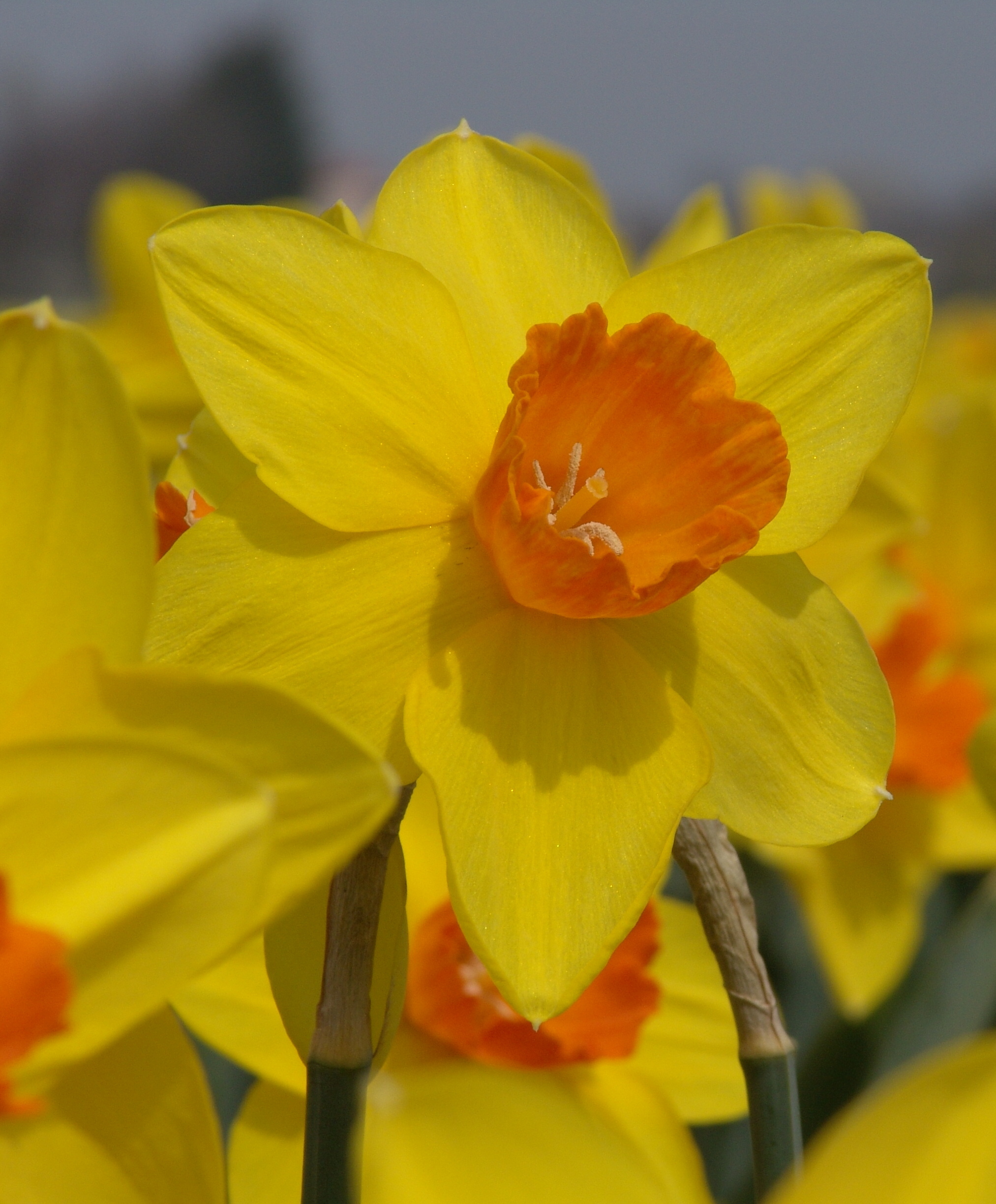 Yellow daffodil with brilliant orange center.