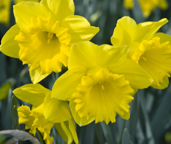 Four yellow narcissus with frilly center trumpets and smooth flat outer petals.