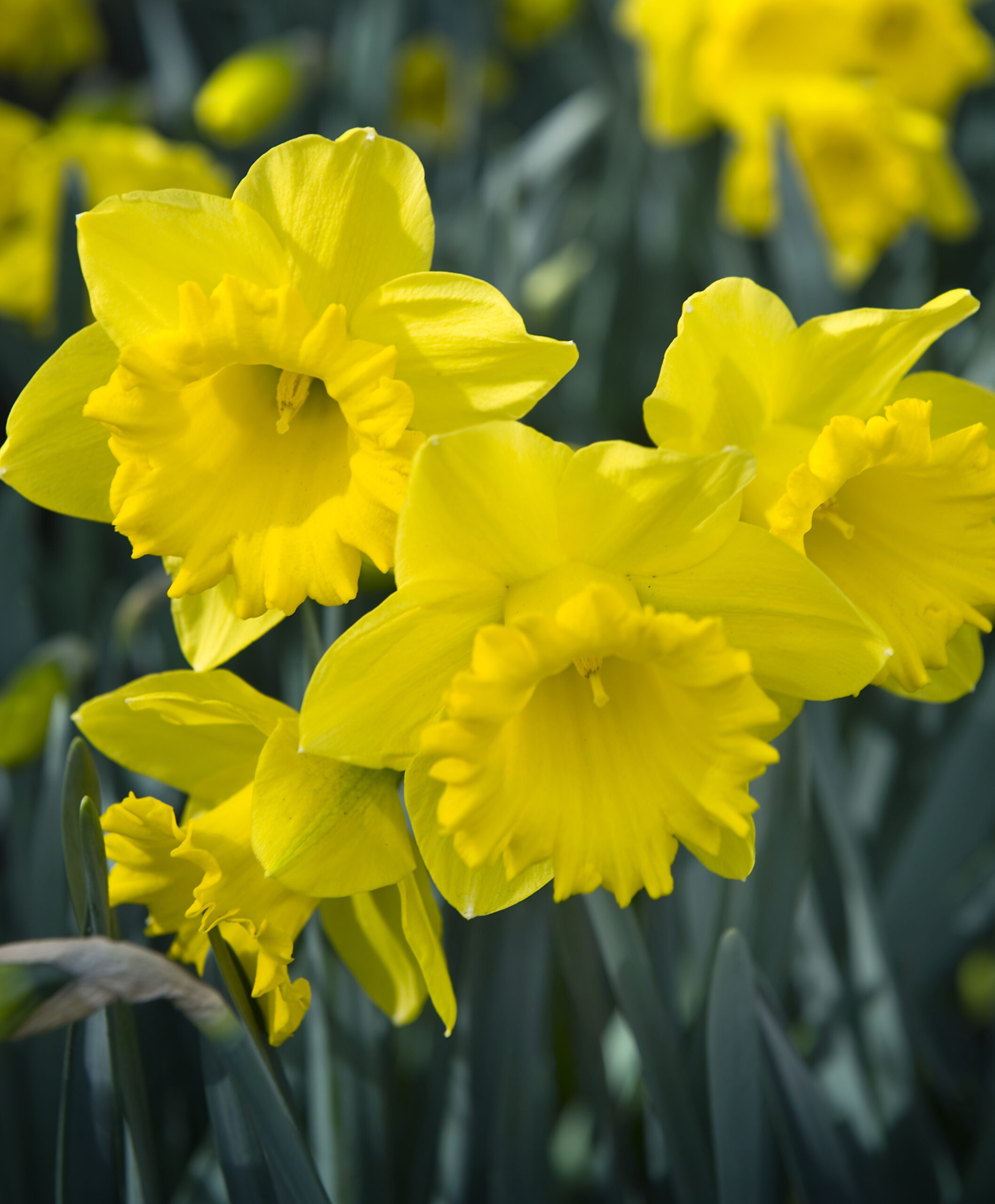 Four yellow narcissus with frilly center trumpets and smooth flat outer petals.