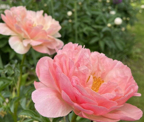 The foreground has one blooming rose apricot peony blooming. Another peony and additional flowers are in the out of focus background.