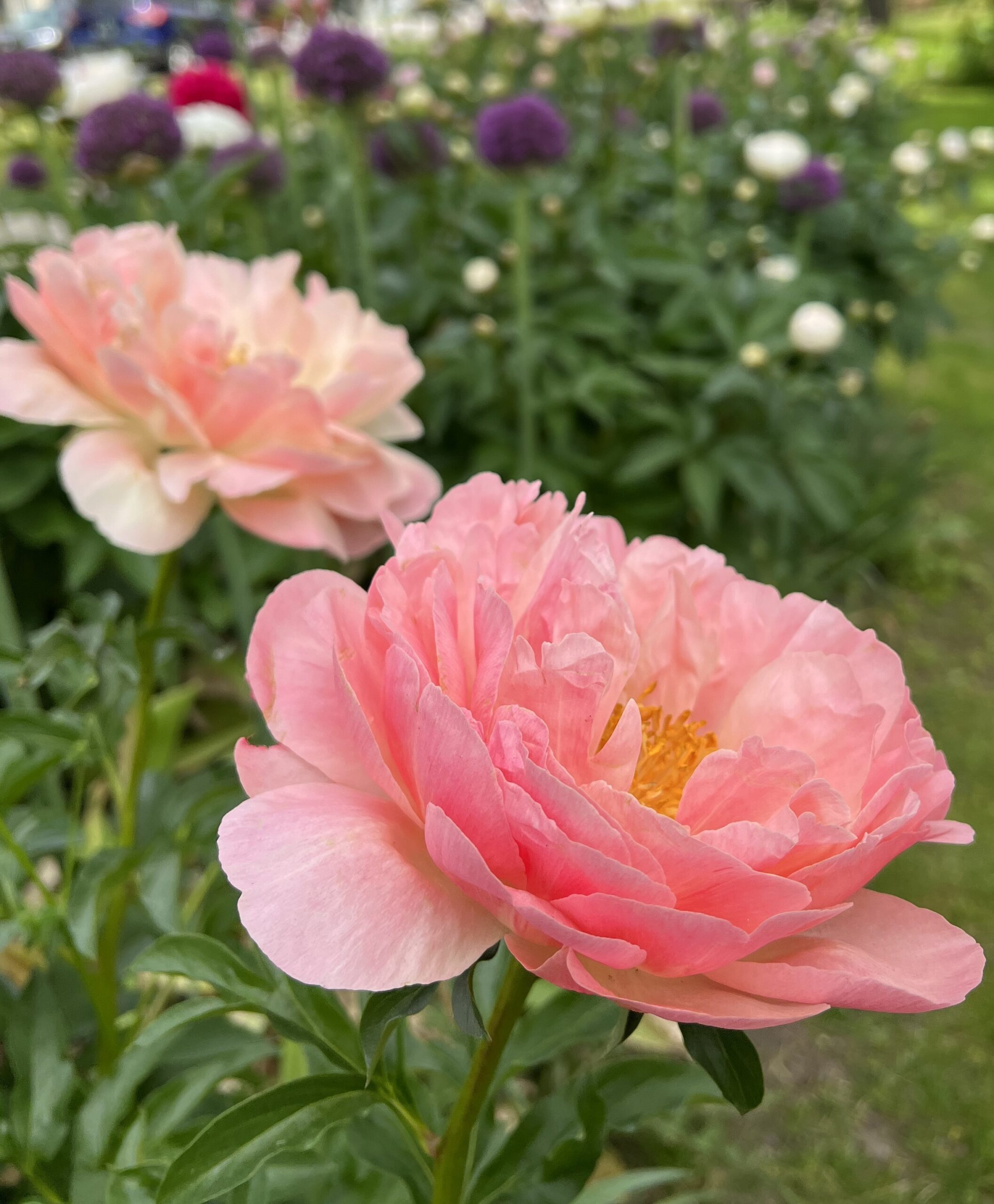 The foreground has one blooming rose apricot peony blooming. Another peony and additional flowers are in the out of focus background.