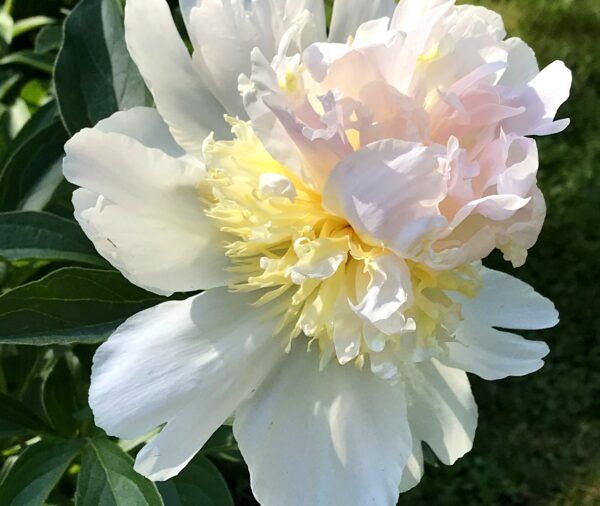 White peony with canary yellow and pink accents. It's dark green leaves and a lawn are in the background.