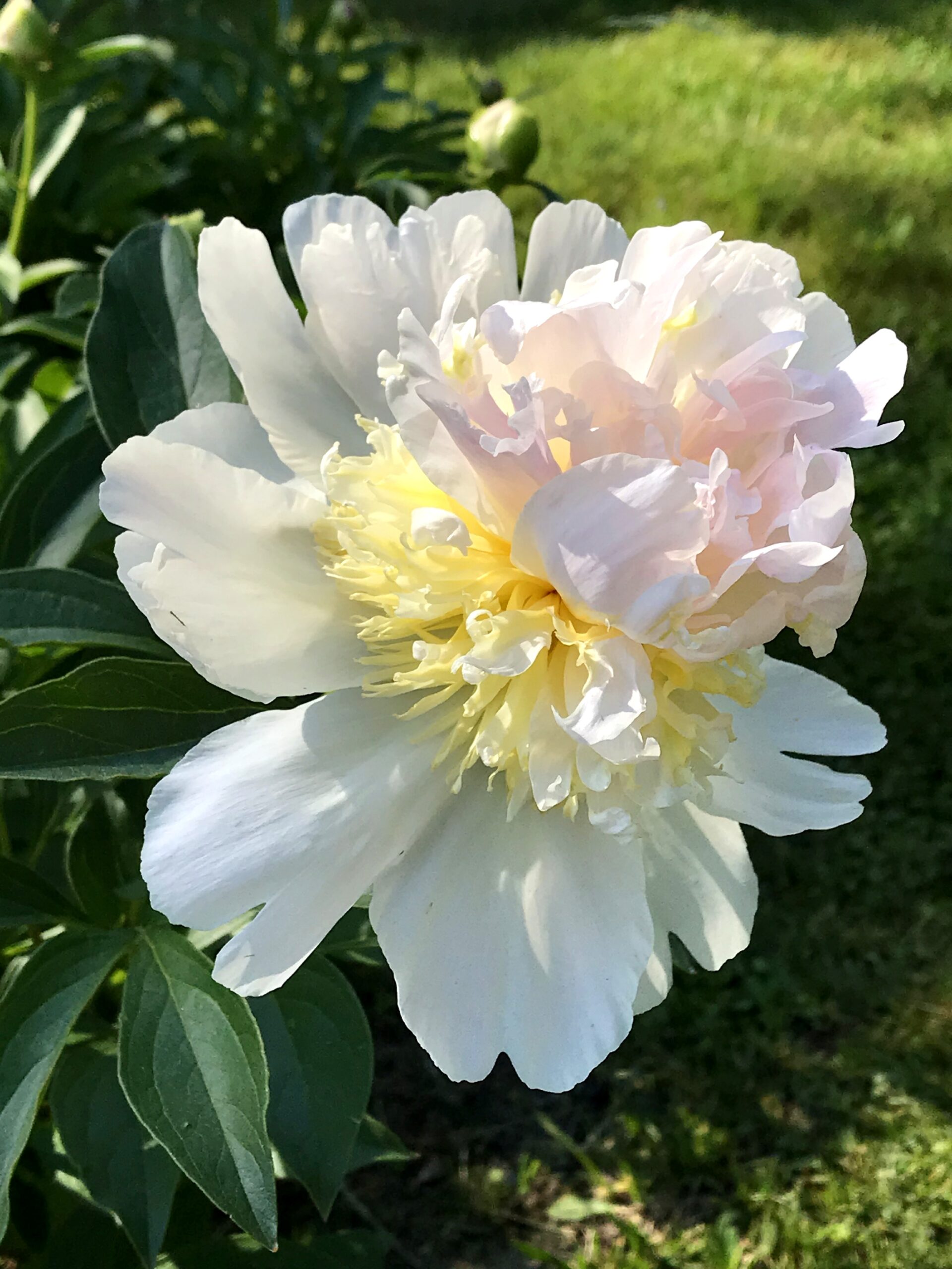 White peony with canary yellow and pink accents. It's dark green leaves and a lawn are in the background.