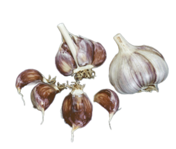 A circle of garlic in different forms. A full head, a half head and four individual cloves. The cloves are a purplish brown color.