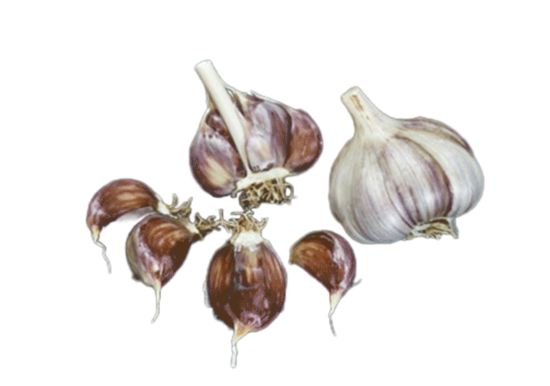 A circle of garlic in different forms. A full head, a half head and four individual cloves. The cloves are a purplish brown color.