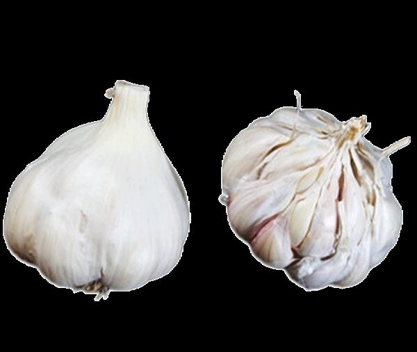 Two white garlic bulbs against a black background. One if slightly peels so you can see the numerous cloves.