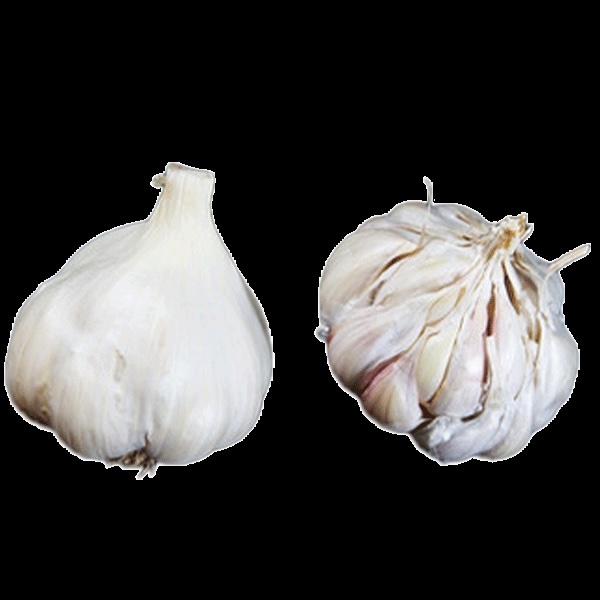 Two white garlic bulbs against a black background. One if slightly peels so you can see the numerous cloves.